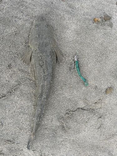 マゴチの釣果