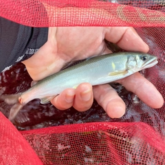 アユの釣果