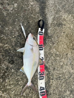 シオの釣果