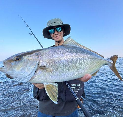 ショゴの釣果