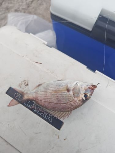 チャリコの釣果
