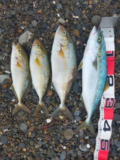 ハマチの釣果