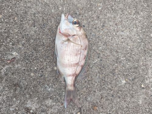 チャリコの釣果