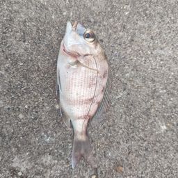 チャリコ