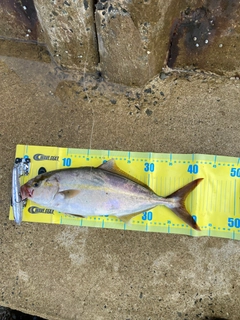 ネリゴの釣果