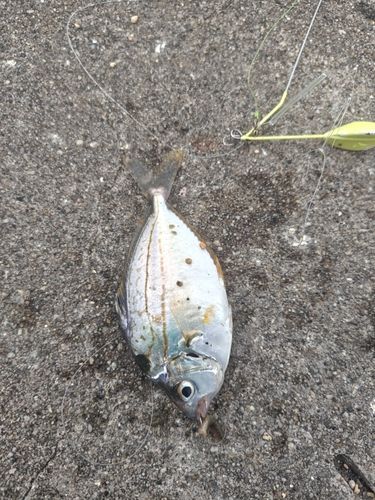 ヒイラギの釣果