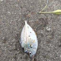 ヒイラギ