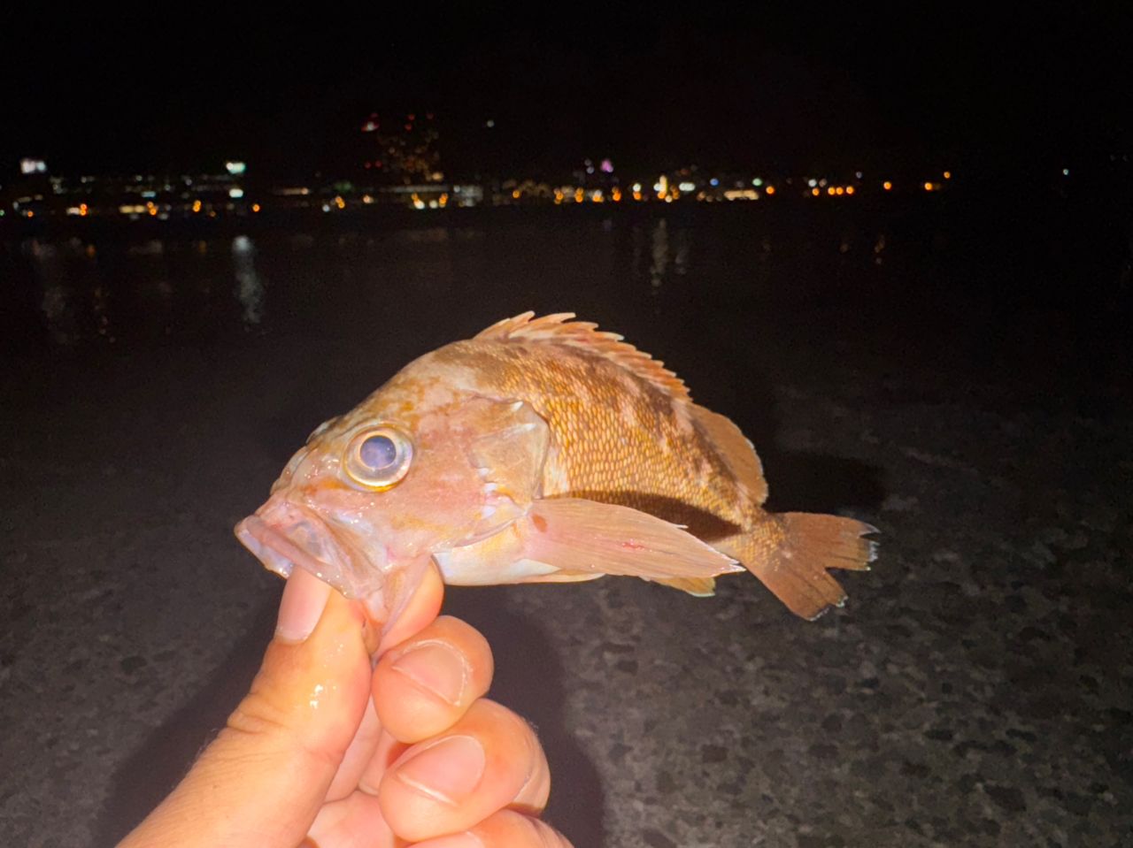 メバル