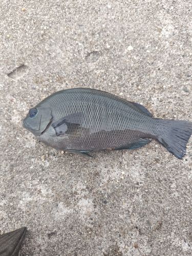 グレの釣果