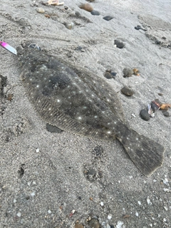 ヒラメの釣果