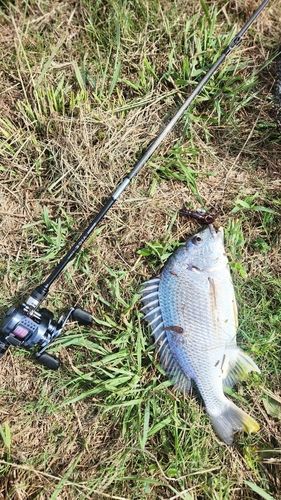キビレの釣果