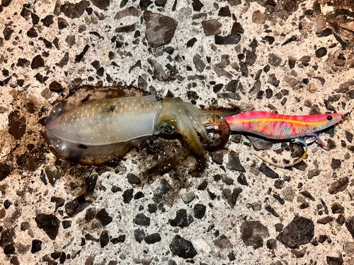アオリイカの釣果