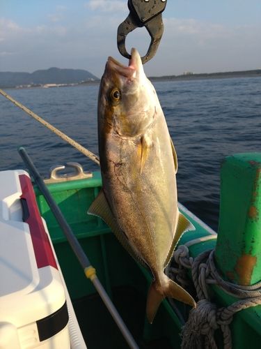 ショゴの釣果