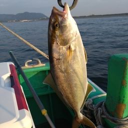 ショゴ