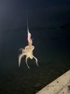 マダコの釣果