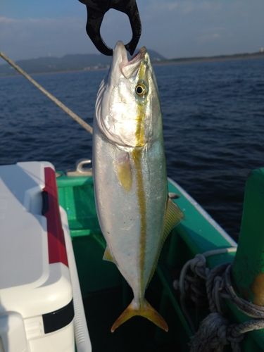 ワカシの釣果