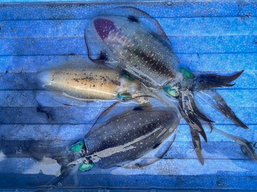 アオリイカの釣果