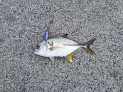メッキの釣果