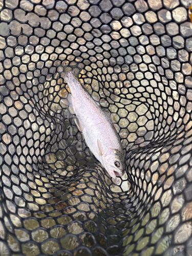 ニジマスの釣果