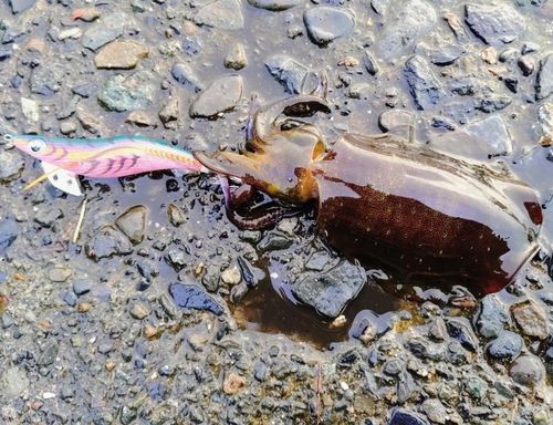 アオリイカの釣果