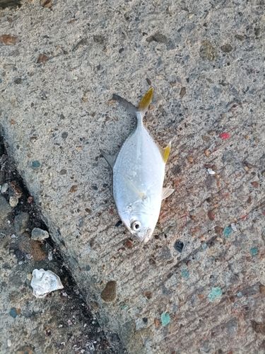 シオの釣果