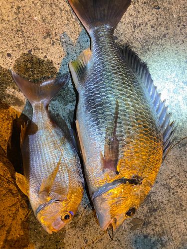 クロダイの釣果