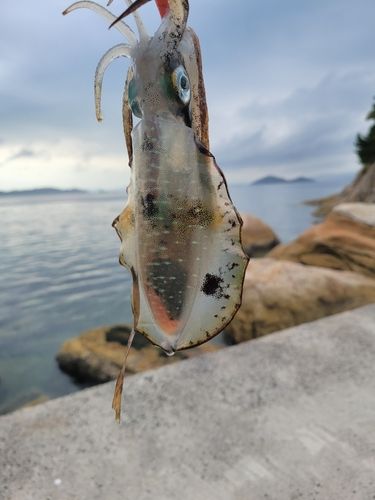 倉橋島