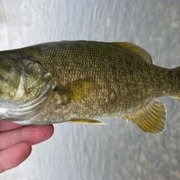 スモールマウスバス