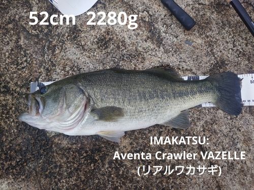 ブラックバスの釣果