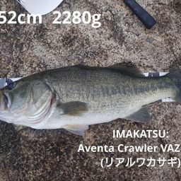 ブラックバス