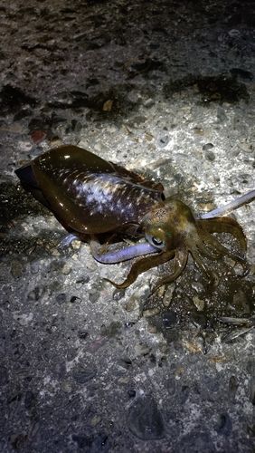 アオリイカの釣果