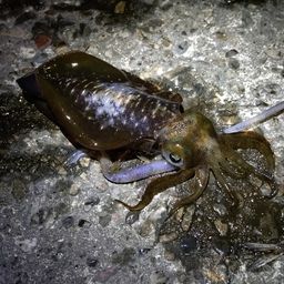 アオリイカ