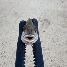 クロダイ