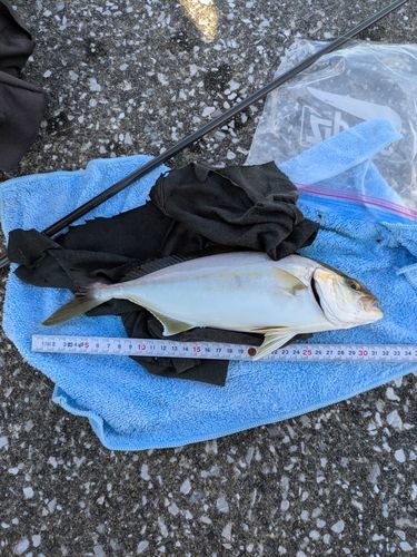 ショゴの釣果