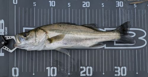 シーバスの釣果