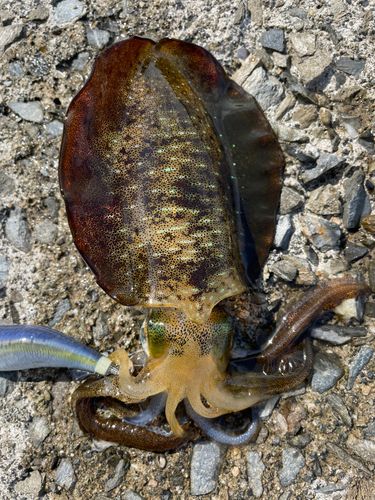 アオリイカの釣果