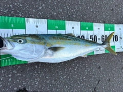 ワラサの釣果