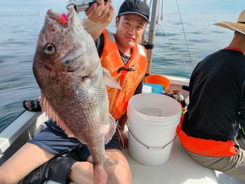 マダイの釣果