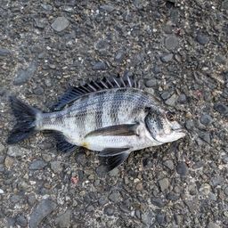 クロダイ