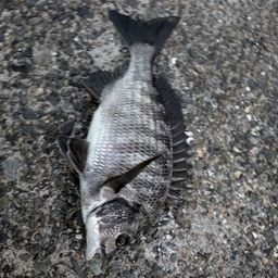 クロダイ