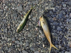 シイラの釣果
