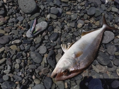 ショゴの釣果