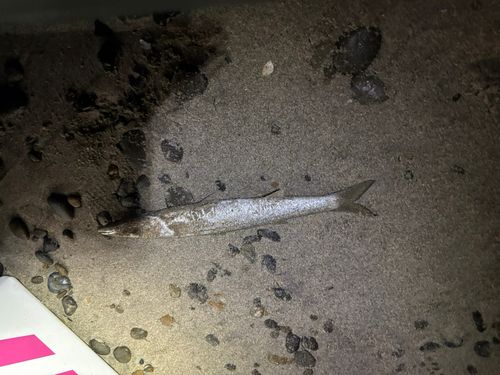 伊良湖岬灯台