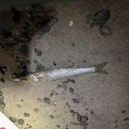 ハマチ