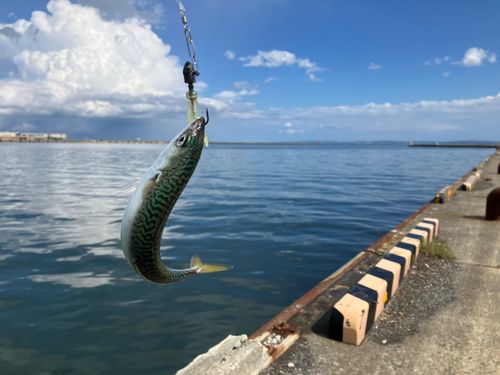 サバの釣果