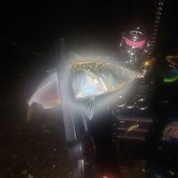 アジ