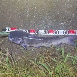 ナマズ