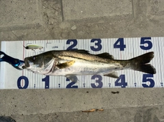 シーバスの釣果