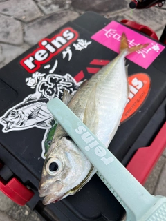マアジの釣果