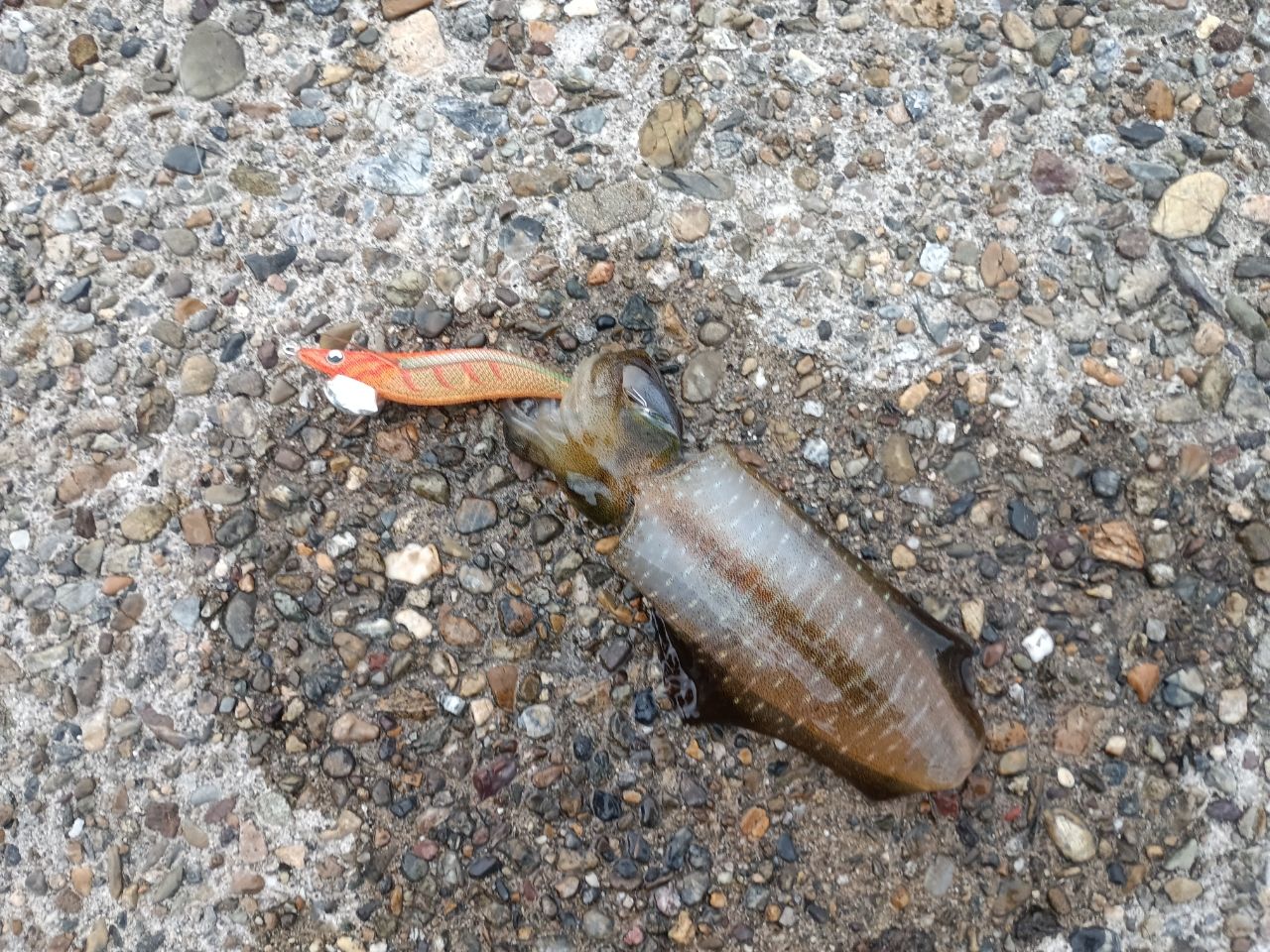 アオリイカ